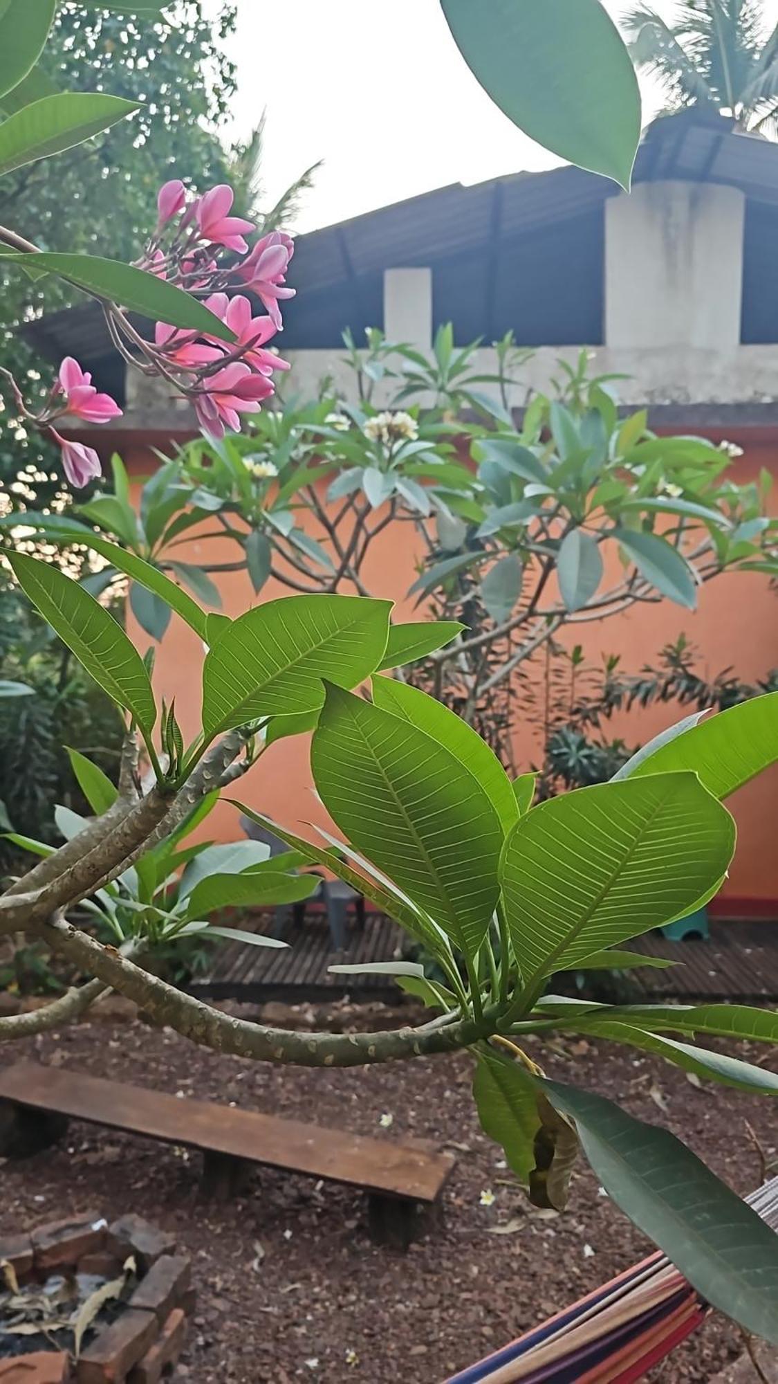 Laxmi Happy Home In Querim Goa Eksteriør bilde